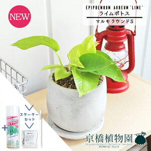 y1P7{IzyX^[^[ZbgtzC|gXy}EhS/󂯎MtzpotyϗtA/CeA//i`/A/蕨/yV/ʔ/X[TCY/lCi/TX