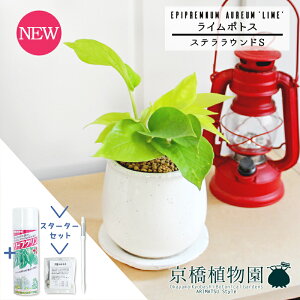 y30P5{Izy}\N[|LzyX^[^[ZbgtzC|gXyXeEhS/󂯎MtzpotyϗtA/CeA//i`/A/蕨/yV/ʔ/X