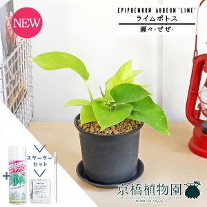 y30P5{IzyX^[^[ZbgtzyX--/zC|gXy󂯎MtzpotyϗtA/CeA//i`/A/蕨/yV/ʔ/X[TCY/lCi/T