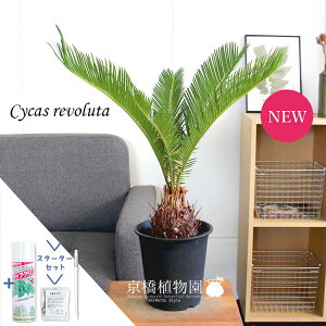 ySSN[|zyX^[^[ZbgtzhSi\ecj 5@yϗtA/CeA//i`/A/蕨/yV/ʔ/X[TCY/lCi/TXeB[/SUSTEE/[t