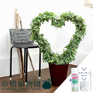 アイビー ハート 観葉植物の人気商品 通販 価格比較 価格 Com