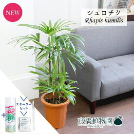 【スターターセット付】シュロチク/棕櫚竹　8号【観葉植物/インテリア/おしゃれ/ナチュラル/鉢植え/贈り物/楽天/通販/ミドルサイズ/サスティー/SUSTEE/リーフクリン/IBのチカラ】【大型】