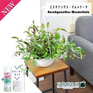 yX^[^[ZbgtzGXLiTXE}[^@6@݂艺yϗtA/CeA//i`/A/蕨/yV/ʔ/~hTCY/TXeB[/SUSTEE/[tN/IB