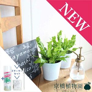 y25P5{IzyubNtCf[N[|LIzyX^[^[ZbgtzGhEF[u/NXs[EF[u@4yϗtA/CeA//i`/A/蕨/yV/