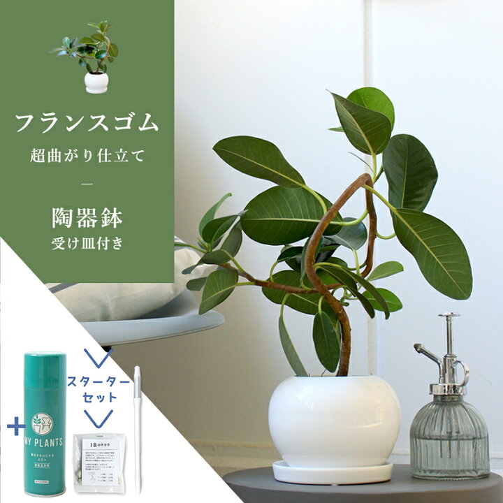 観葉植物 フランスゴムの木 曲がり（6号鉢）｜HanaPrime（ハナプライム 
