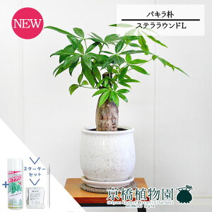 yX^[^[ZbgtzyXeEhFLTCY/픫zpL@p@5GyTXeB[/SUSTEE/[tN/IB̃`J/ϗtA/CeA//i`/A/蕨/X[T