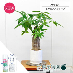 yX^[^[ZbgtzyCIjAXN[vzpL@p@5GyTXeB[/SUSTEE/[tN/IB̃`J/ϗtA/CeA//i`/A/蕨/X[TCY/lC