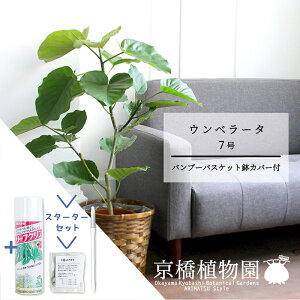 y30P5{IzyX^[^[ZbgtztBJXEEx[^@7you[oXPbgJo[zy󂯎MtzyϗtA/CeA//i`/A/蕨/yV/ʔ/