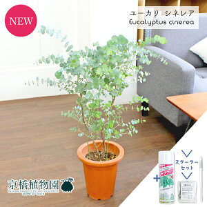 ySSizyX^[^[Zbgtz[JEVlA/Vo[h[Ec[iۗtj@7@yϗtA/CeA//i`/A/蕨/yV/ʔ/~hTCY/