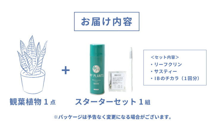 楽天市場】【スターターセット付】アガベ・アオノリュウゼツラン 8号 