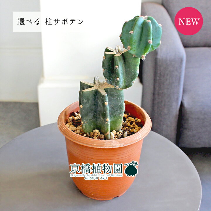 楽天市場】【マラソンクーポン有！】【現品】柱サボテン ブランチ 2.5  