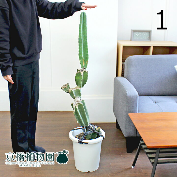 楽天市場】【現品】柱サボテン ブランチ 8号 白鉢【選べる観葉植物 