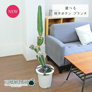 yizT{e@u`@8@yIׂϗtAzyϗtA/CeA//i`/A/蕨/yV/ʔ/~hTCY/zCg/Ă₷/ɋ/S/