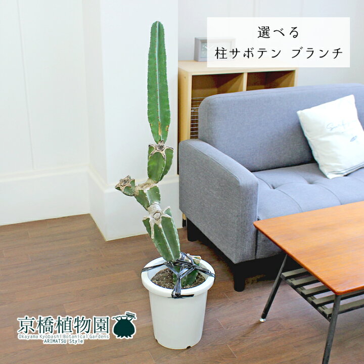 楽天市場】【現品】柱サボテン ブランチ 8号 白鉢【選べる観葉植物 