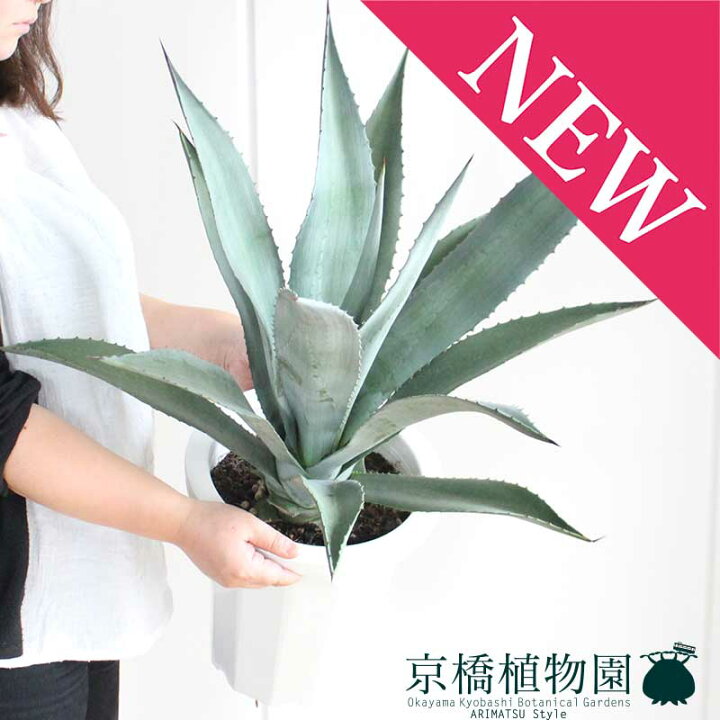 楽天市場】【15日はP5倍！】【マラソンクーポン有！】アガベ アオノ 