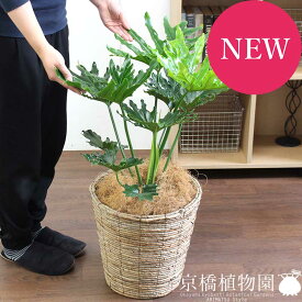楽天市場 物置 大型 種類 植物 セローム 花 観葉植物 花 ガーデン Diy の通販