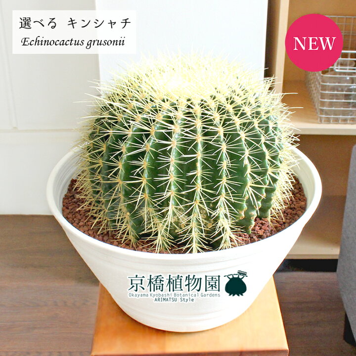 楽天市場 現品 サボテン 金鯱 キンシャチ 11号 白セラアート鉢 選べる観葉植物 観葉植物 インテリア おしゃれ ナチュラル 鉢植え 贈り物 楽天 通販 ラージサイズ ホワイト 乾燥に強い 丈夫 育てやすい 人気商品 花のアリマツ楽天市場支店