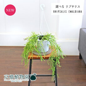 【現品】リプサリス・エワルディアナ　5号　吊り下げ【選べる観葉植物】【観葉植物/インテリア/おしゃれ/ナチュラル/鉢植え/贈り物/楽天/通販/スモールサイズ/白/ホワイト/人気商品/珍奇植物】