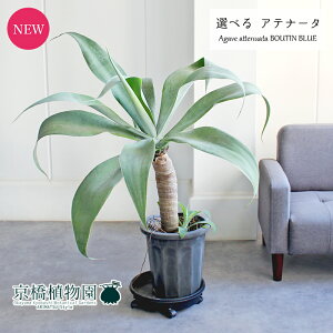 yizAKxEAei[^@{[`u[@10@yIׂϗtAzyϗtA/CeA//i`/A/蕨/yV/ʔ/[WTCY/^/ڔ/ubN//