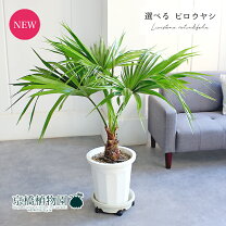 楽天市場】ビロウ（花・観葉植物｜花・ガーデン・DIY）の通販