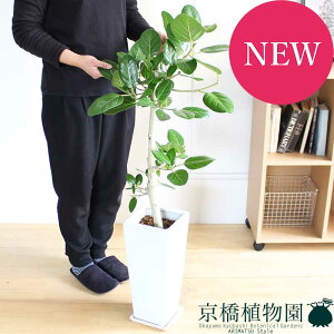 観葉植物 フィカスベンガレンシスの人気商品 通販 価格比較 価格 Com