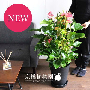 AXEiAX[j10:ԐFsNny[WTCYz