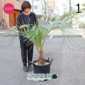 y5P5{IzySSN[|zyizRRXV@13@i1jyIׂϗtAzyϗtA/CeA//i`/A/蕨/yV/ʔ/TCY/^/ubN/