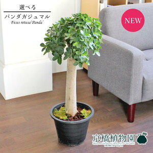 観葉植物 パンダガジュマルの人気商品 通販 価格比較 価格 Com