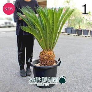 y1P7{IzyizhSi\ecj@13@i1jyϗtA/CeA//i`/A/蕨/yV/ʔ/TCY/^/ubN/Ă₷/A/ʌ/l