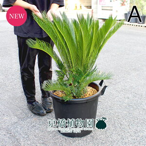 y1P7{IzyizhSi\ecj@13@iAjyϗtA/CeA//i`/A/蕨/yV/ʔ/TCY/^/ubN/Ă₷/A/ʌ/l