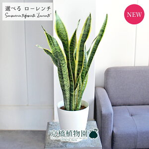 yubNtCf[N[|LIzyizTXxAE[`@6@yIׂϗtAzyϗtA/CeA//i`/A/蕨/yV/ʔ/~hTCY/