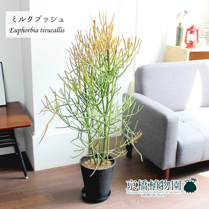 楽天市場】ミルクブッシュ（青珊瑚）7号【ミドルサイズ/インテリア 