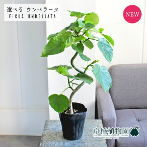 【30日はP5倍!】【マラソンクーポン有】【現品】フィカス・ウンベラータ 曲がり 4号ポット【選べる観葉植物】【観葉植物/インテリア/おしゃれ/ナチュラル/鉢植え/贈り物/楽天/通販/スモ