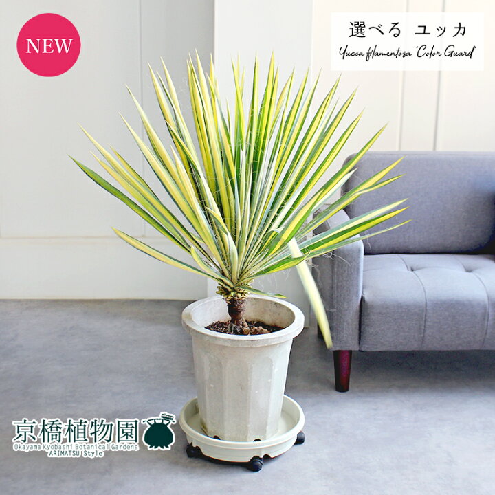 楽天市場】【現品】ユッカ・フィラメントーサ・カラーガード 10号 白鉢 