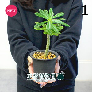 y5P5{IzySSN[|zyizhXejAEMKX@3.5@i1jyϗtA/CeA//i`/A/蕨/yV/ʔ/X[TCY/~j/ubN/