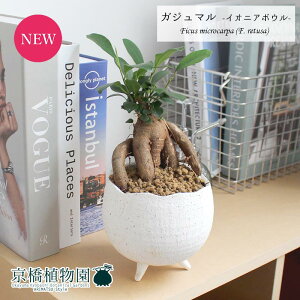 【30日はP5倍!】【マラソンクーポン有】【イオニアボウルL/ホワイト】ガジュマル【受け皿付き】【観葉植物 インテリア おしゃれ 人気 引越し祝い 開店祝い 新築祝い お祝い 楽天 通販