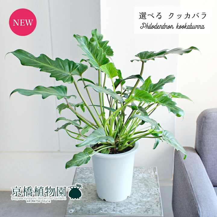 楽天市場】【現品】クッカバラ 5号 グレー鉢【選べる観葉植物】【観葉 
