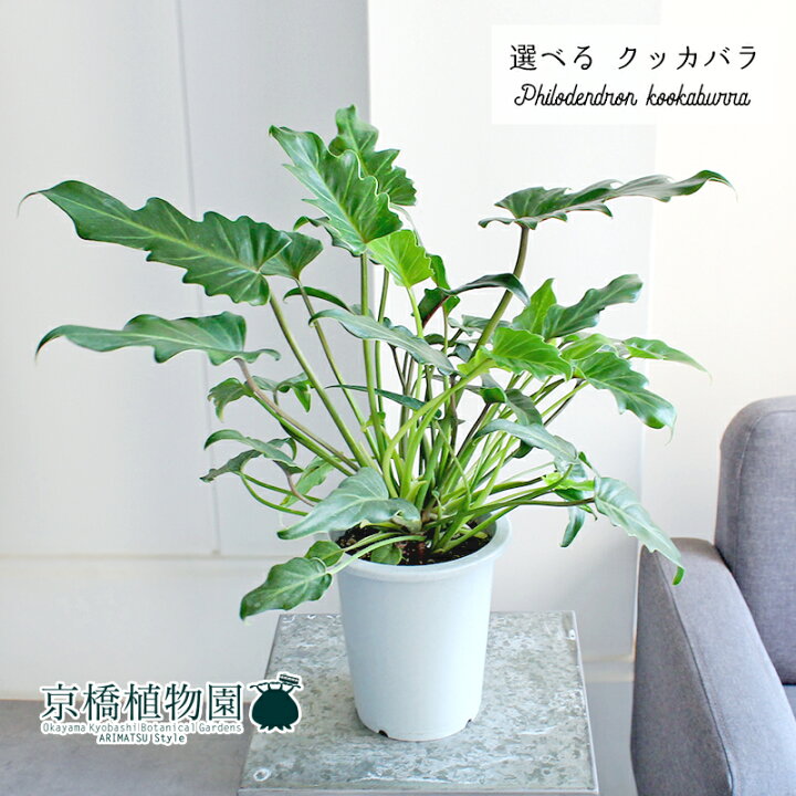 楽天市場】【現品】クッカバラ 5号 グレー鉢【選べる観葉植物】【観葉 