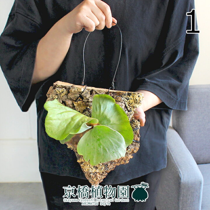 楽天市場】【現品】コウモリラン/ビカクシダ・エレファントティス 