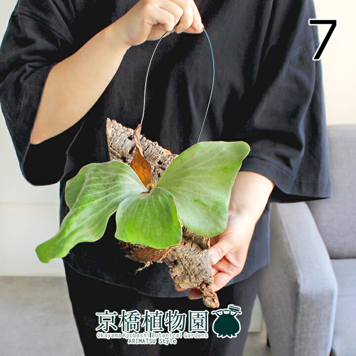 楽天市場】【現品】コウモリラン/ビカクシダ・エレファントティス 