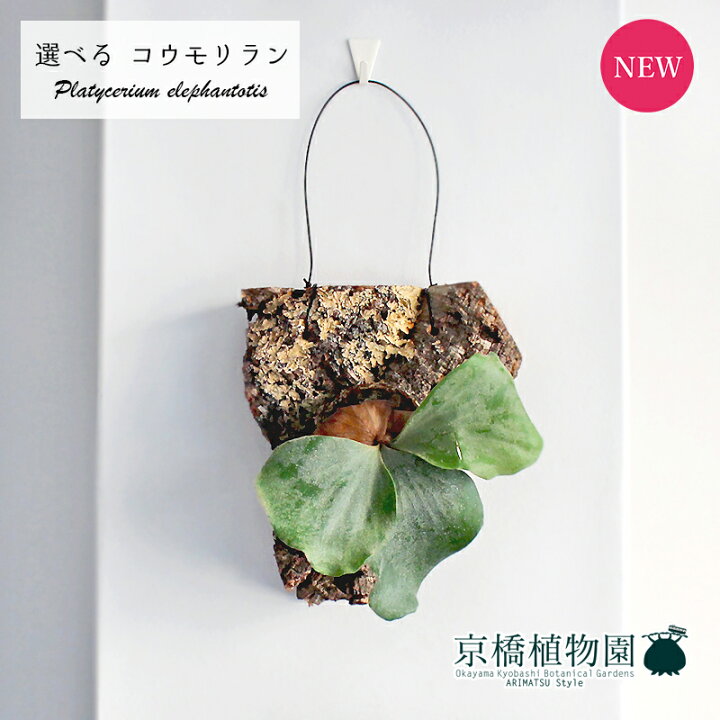 楽天市場】【現品】コウモリラン/ビカクシダ・エレファントティス 