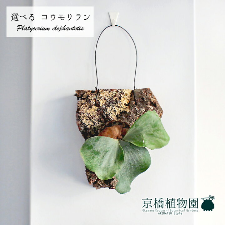 楽天市場】【現品】コウモリラン/ビカクシダ・エレファントティス 