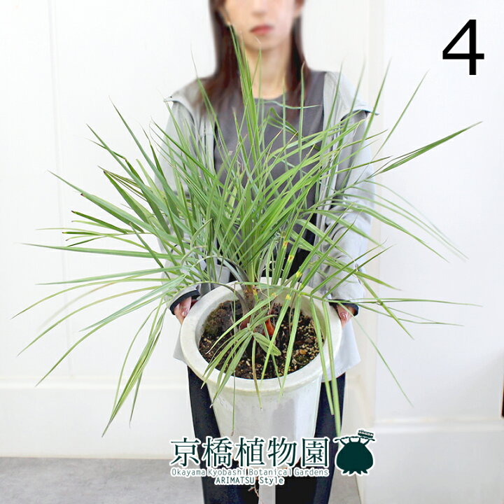 楽天市場】【5日はP5倍！】【マラソンクーポン有！】【現品 
