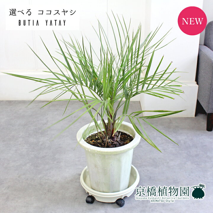 楽天市場】【15日はP5倍！】【マラソンクーポン有！】【現品 