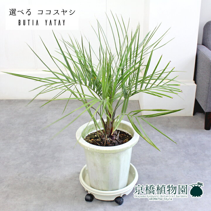 楽天市場】【15日はP5倍！】【マラソンクーポン有！】【現品 
