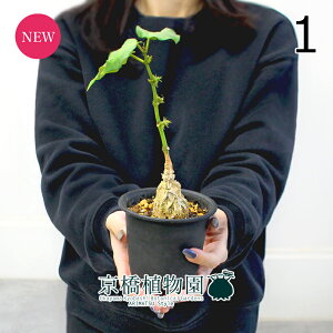 y5P5{IzySSN[|zyiz}eAEVNtB@3.5@i1jyϗtA/CeA//i`/A/蕨/yV/ʔ/X[TCY/~j/ubN/