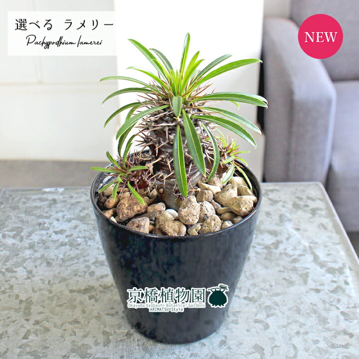楽天市場】【現品】パキポディウム・ラメリー（ラメレイ） 3.5号（1〜5 