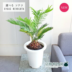 yubNtCf[N[|LIzyizhSi\ecj@6@yIׂϗtAzyϗtA/CeA//i`/A/蕨/yV/ʔ/~hTCY/zCg/