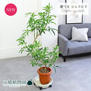 y30P5{IzyizVFtEAKXeBtHA@Ȃ@7@yIׂϗtAzyϗtA/CeA//i`/A/蕨/yV/ʔ/~hTCY/