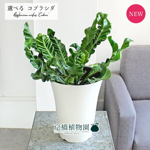 yizAXvjEERuV_@6@yIׂϗtAzyϗtA/CeA//i`/A/蕨/yV/ʔ/~hTCY/zCg/ēׁz